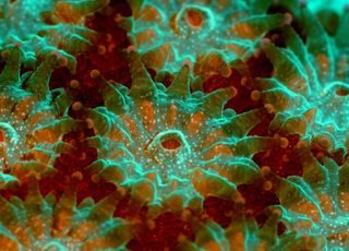 Illustration for article titled Parasites, deadly bugs and fungi are more beautiful than you could possibly imagine